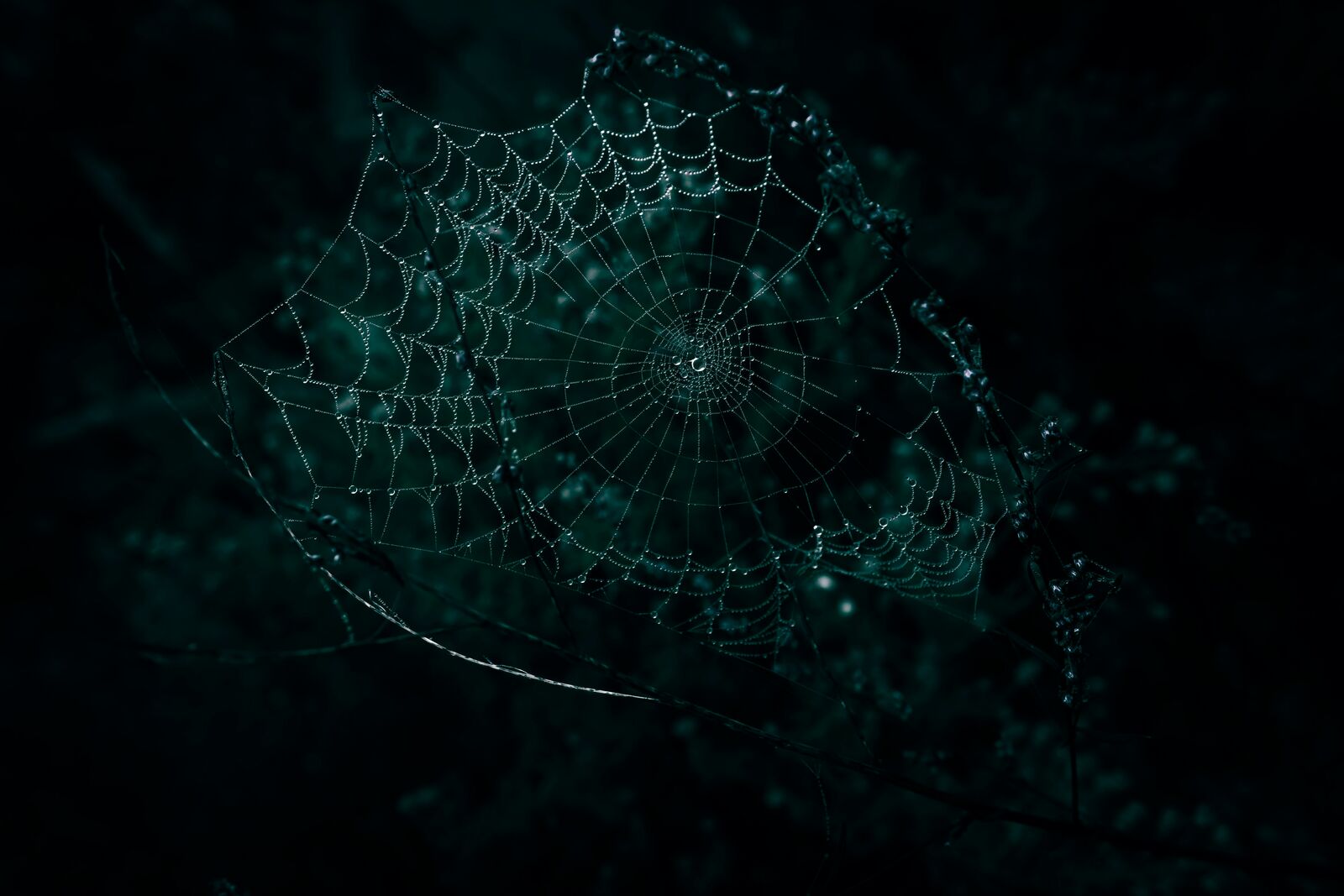 Black Widow